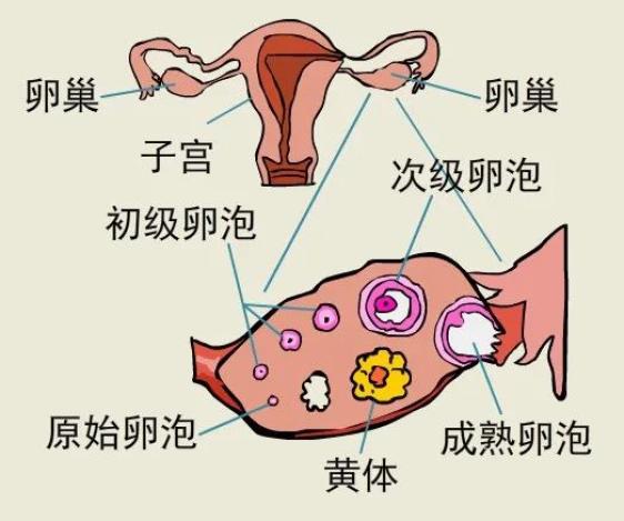 卵巢一次能排出十个卵泡，卵泡不破是什么原因