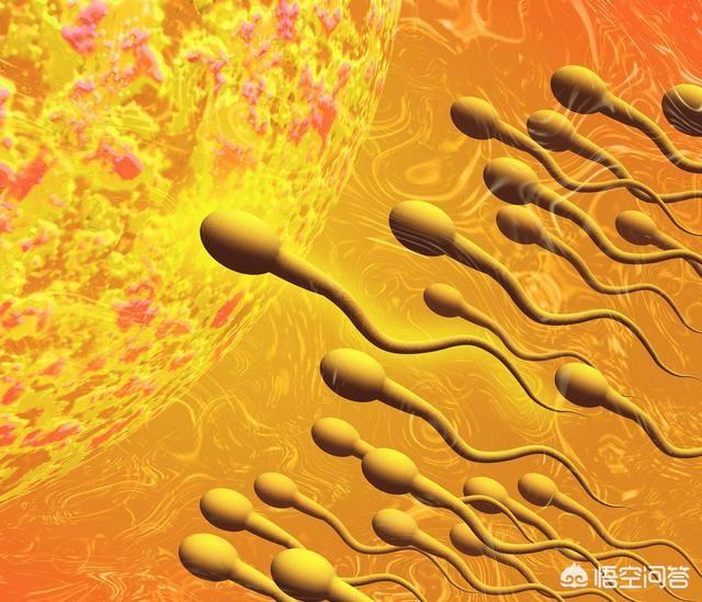 男人什么时候精子质量最好哪个年龄段的较高